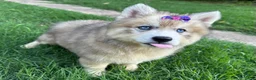 Siberian Husky dogs for sale: RISA - Ad 22