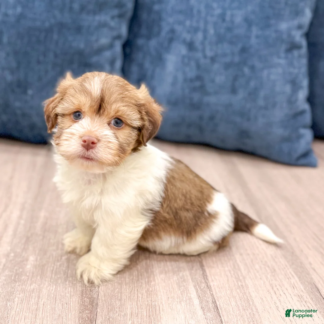 Havanese dogs for sale: Harry - Ad 7