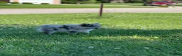 Pomeranian dogs for sale: Bluey - Ad 12