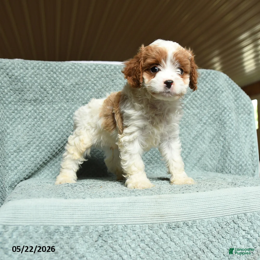 Cavapoo dogs for sale: Bandit - Ad 2