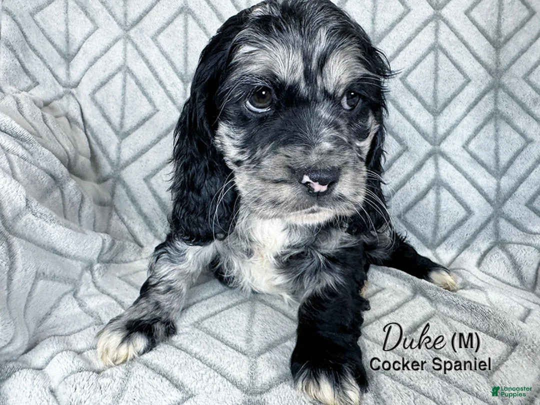 Cocker Spaniel dogs for sale: Duke - Ad 4