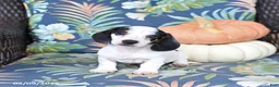 Miniature Dachshund dogs for sale: Hero - Ad 1