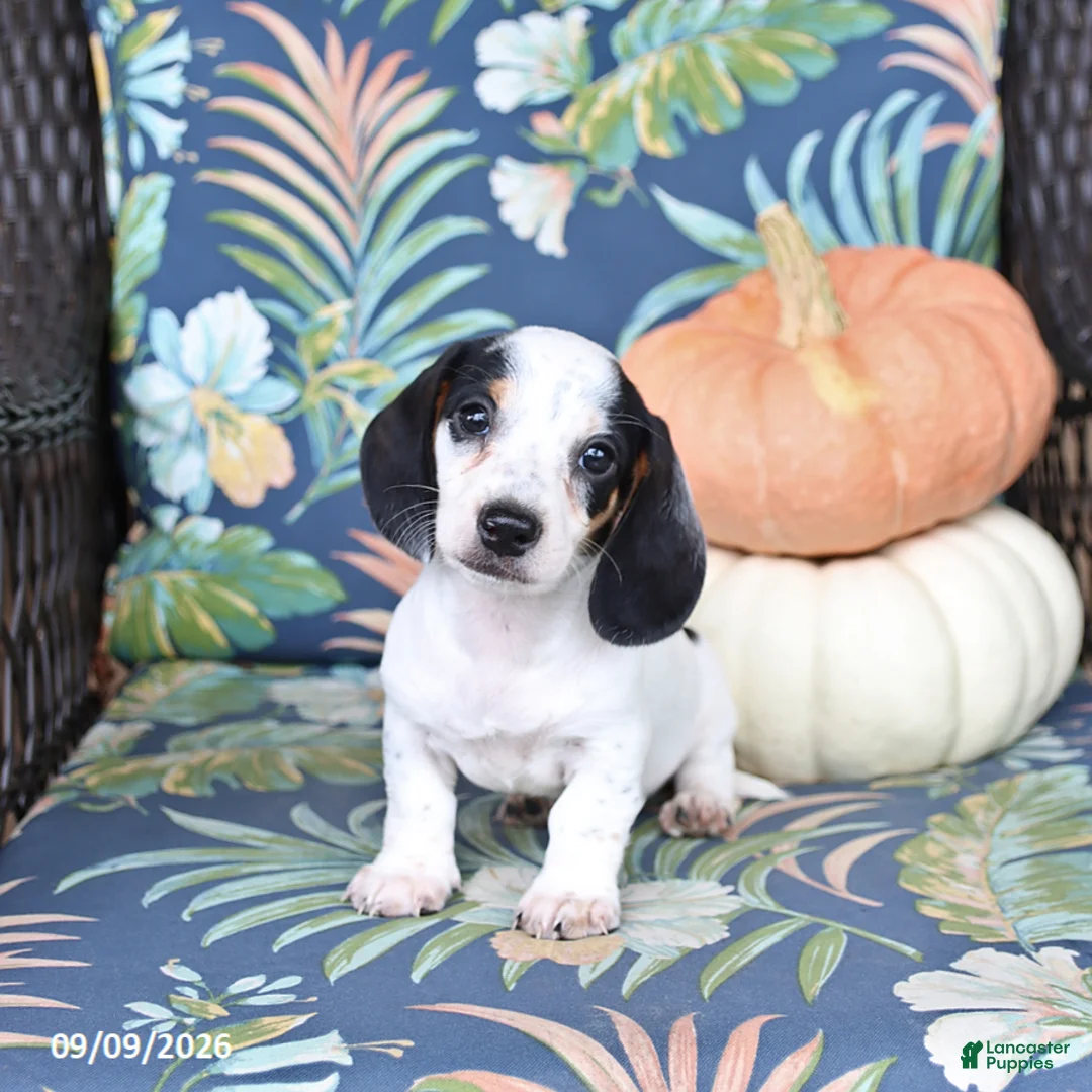 Miniature Dachshund dogs for sale: Hero - Ad 1