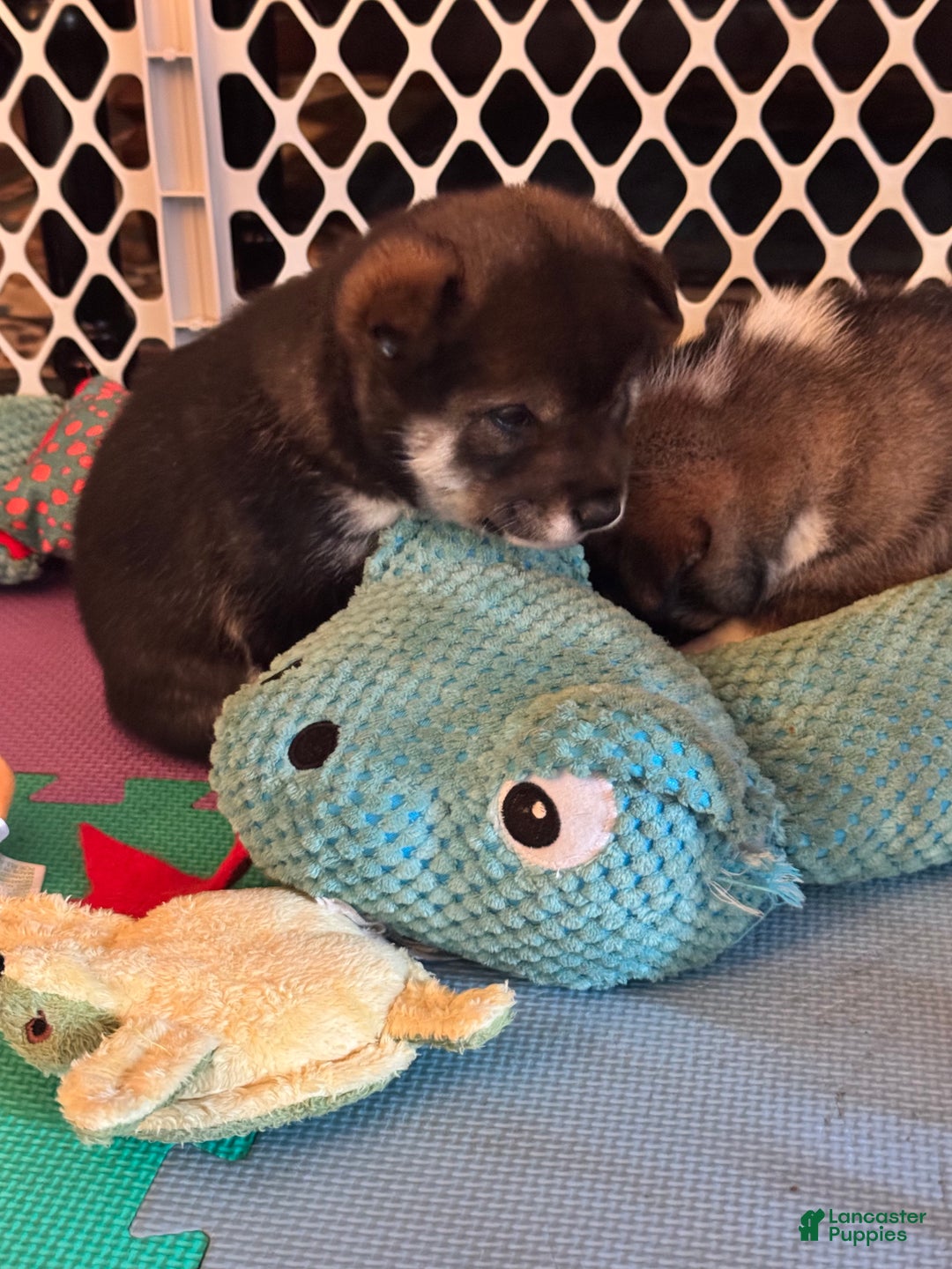 Shiba Inu dogs for sale: Shiba Inu Puppy 2 - Ad 14