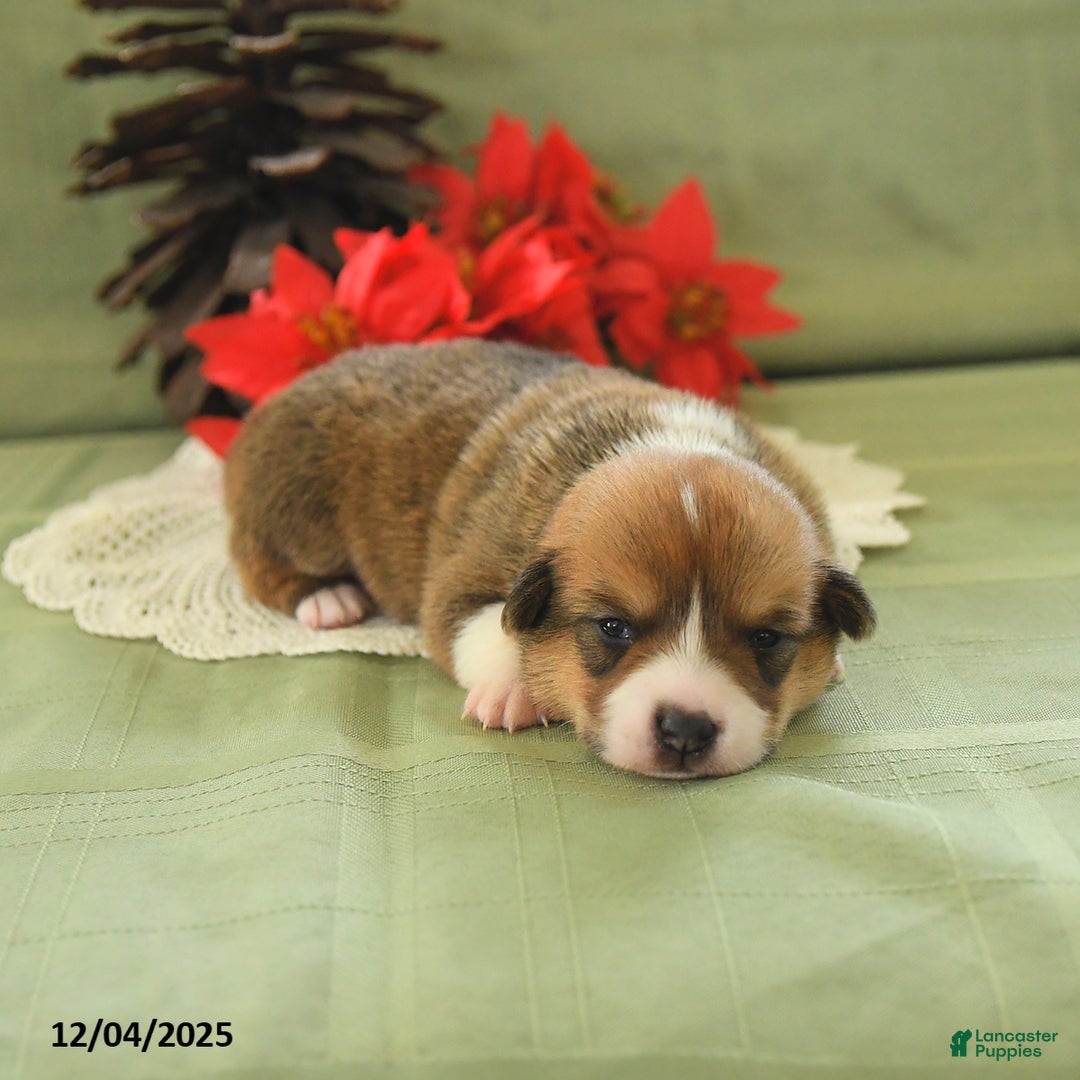 Welsh Corgi Pembroke dogs for sale: Pete - Ad 5