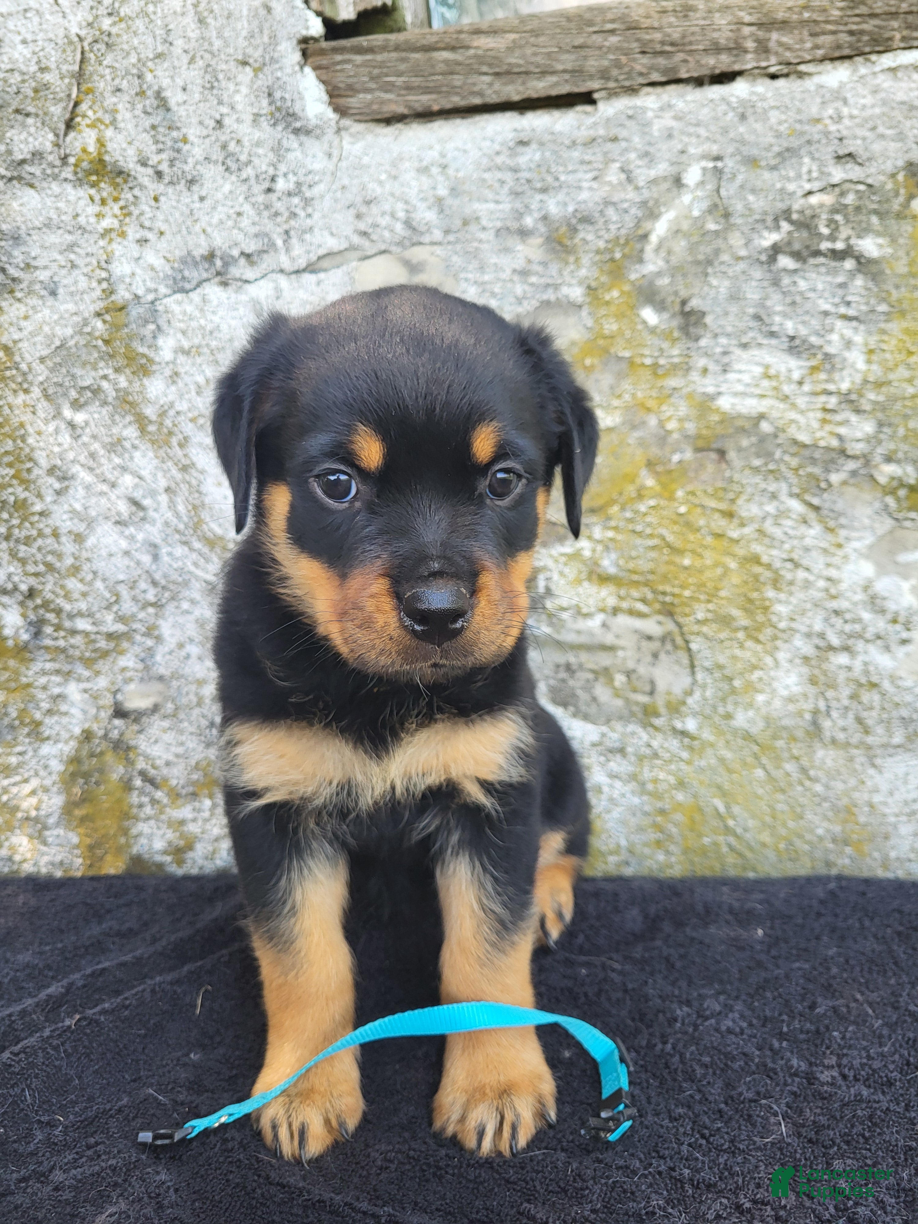 Rottweiler dogs Bella - Ad 2