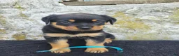 Rottweiler dogs for sale: Bella - Ad 2