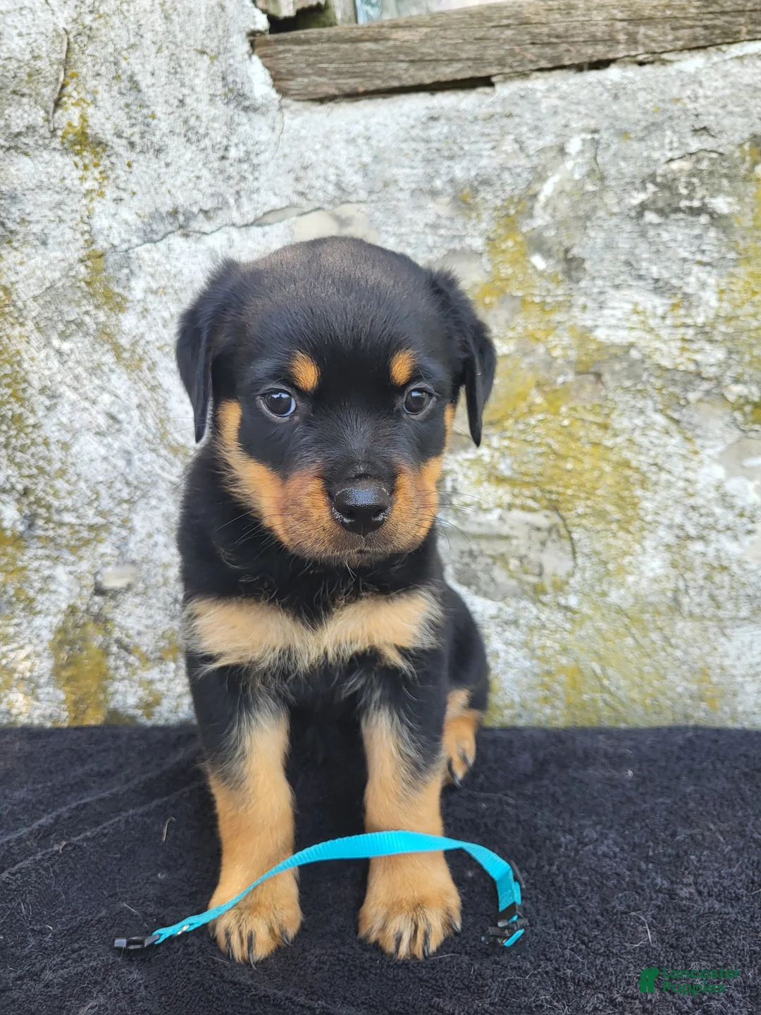 Rottweiler dogs for sale: Bella - Ad 2