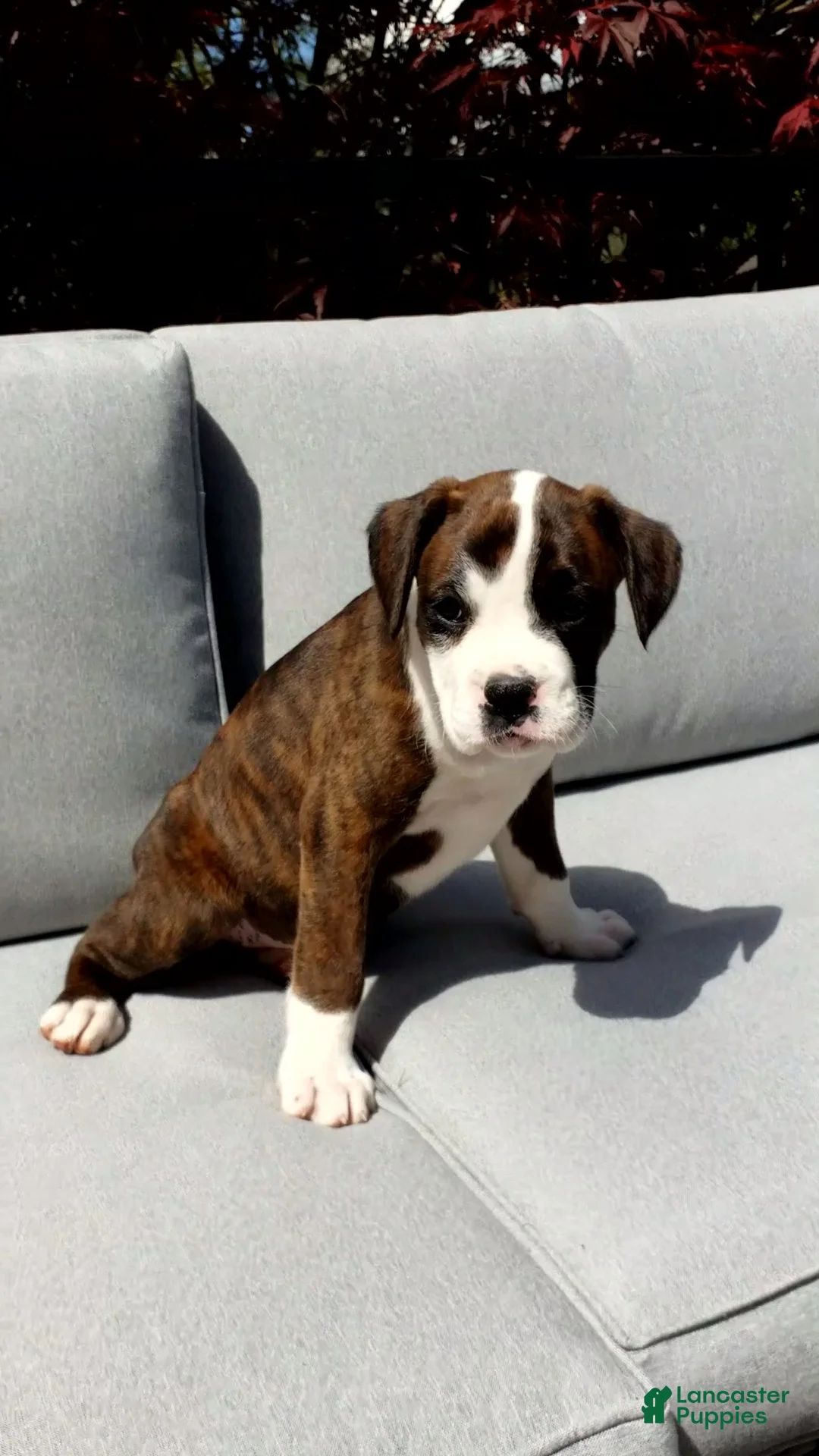 Boxer dogs for sale: Piper - Ad 2