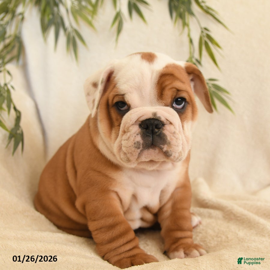 English Bulldog dogs Beatrice - Ad 4