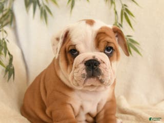 English Bulldog dogs Beatrice - Ad 4