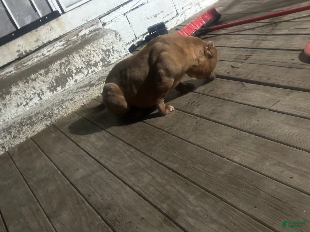 American Bully dogs for sale: Saweetie - Ad 2