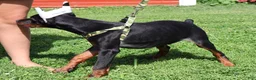 Doberman Pinscher dogs for sale: Doberman Pinscher 2 - Ad 8
