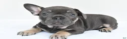 French Bulldog dogs for sale: rocco - Ad 5