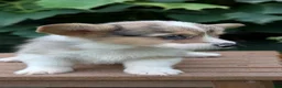 Welsh Corgi Pembroke dogs for sale: Jace - Ad 6