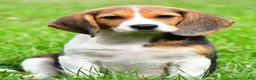 Beagle dogs for sale: Teddy - Ad 7