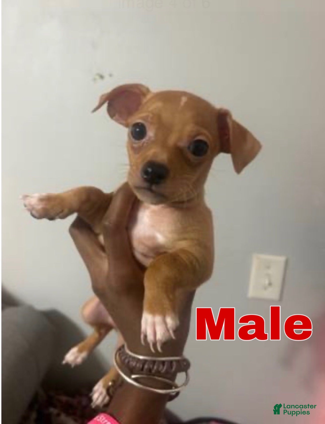 Chihuahua dogs Bently - Ad 40