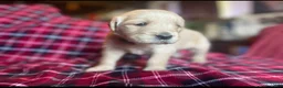 Golden Retriever dogs for sale: Lucas - Ad 11