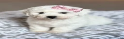 Bichon Frise dogs for sale: Lacey - Ad 3