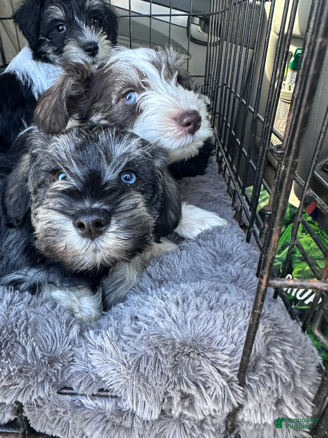 Miniature Schnauzer dogs for sale: Miniature Schnauzer Chevelle  - Ad 1