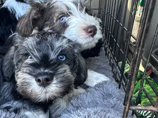 Miniature Schnauzer dogs Miniature Schnauzer Chevelle - Ad 16