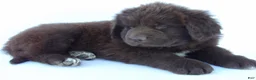 Newfoundland dogs for sale: Deisel - Ad 3