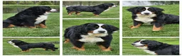 Miniature Bernese Mountain Dog dogs for sale: Liam - Ad 5
