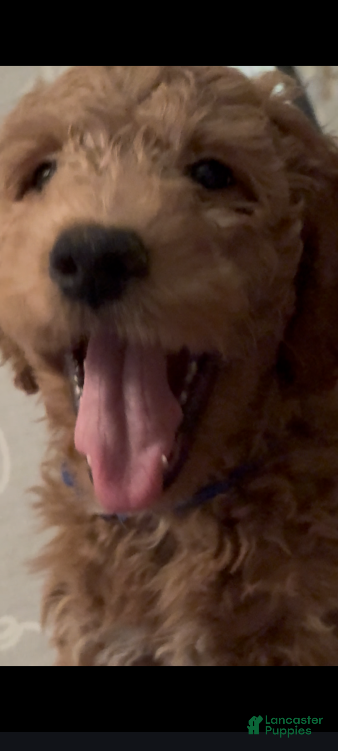 Goldendoodle dogs Roscoe - Ad 1