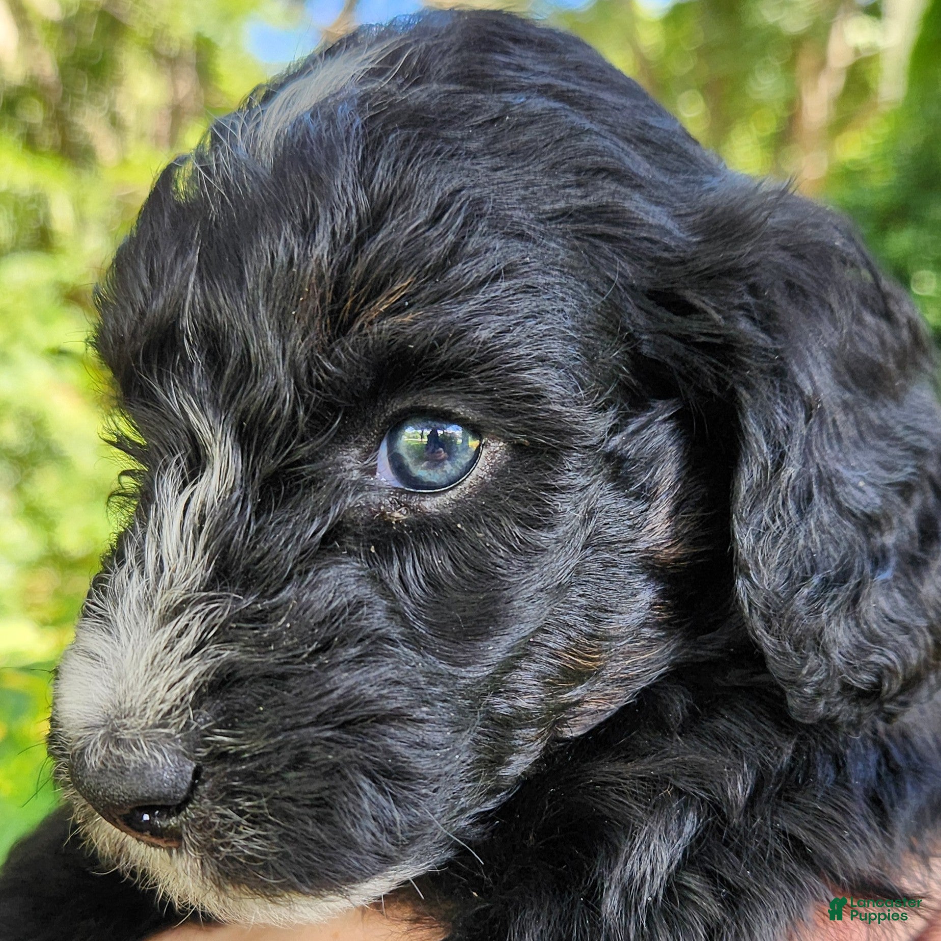 Mini Aussiedoodle dogs Trixie - Female - Phantom Tri-Color - Ad 1
