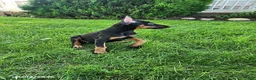 Doberman Pinscher dogs for sale: Kayla - Ad 6