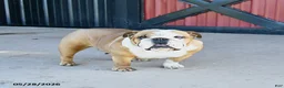 English Bulldog dogs for sale: Tuffy - Ad 3