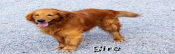 Golden Retriever dogs for sale: Princess - Ad 6