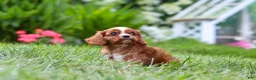 Cavalier King Charles Spaniel dogs for sale: Ollie - Ad 13