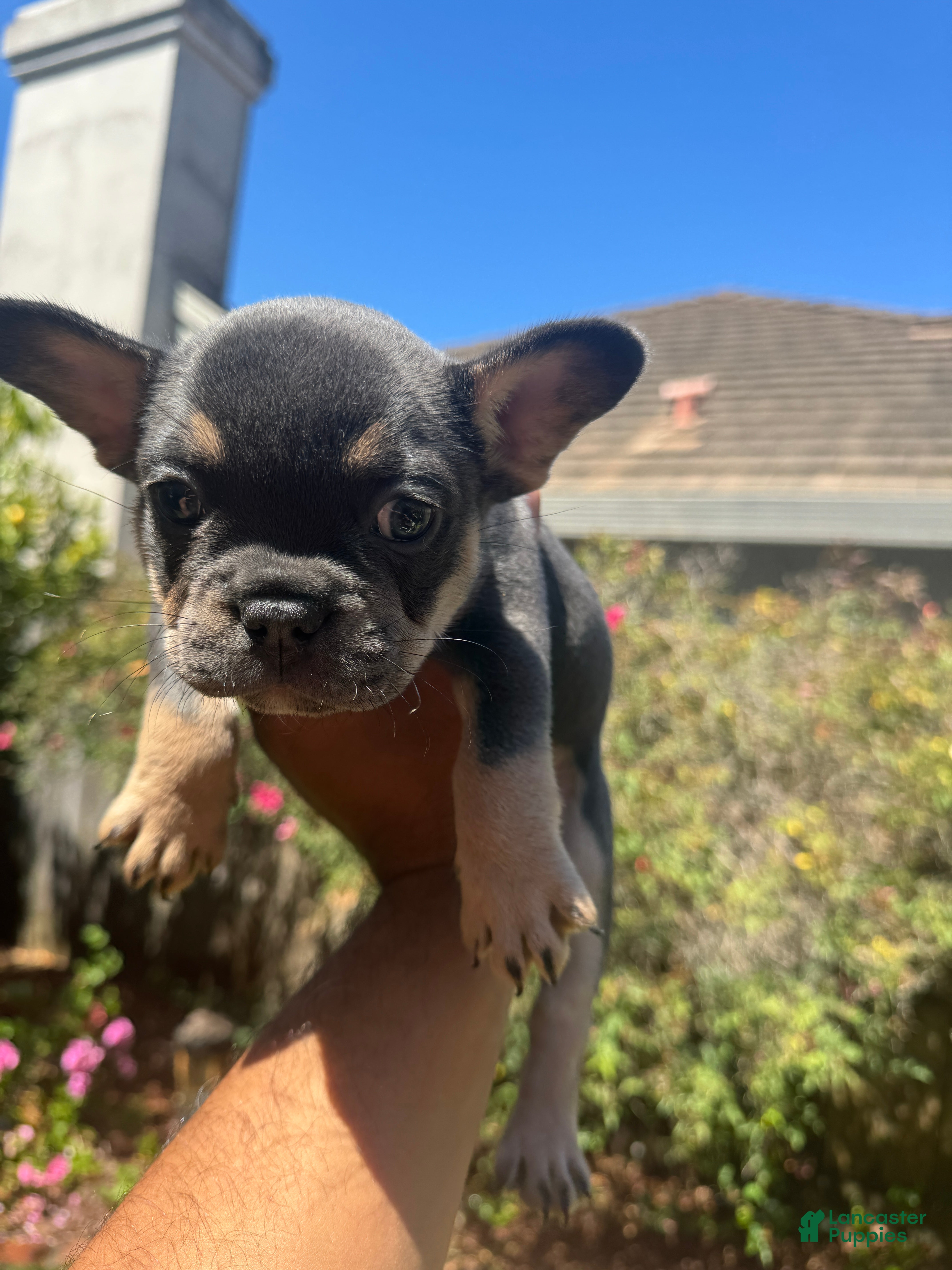 French Bulldog dogs French Bulldog (Female 2) - Ad 17