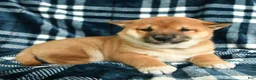 Shiba Inu dogs for sale: Spot - Ad 5