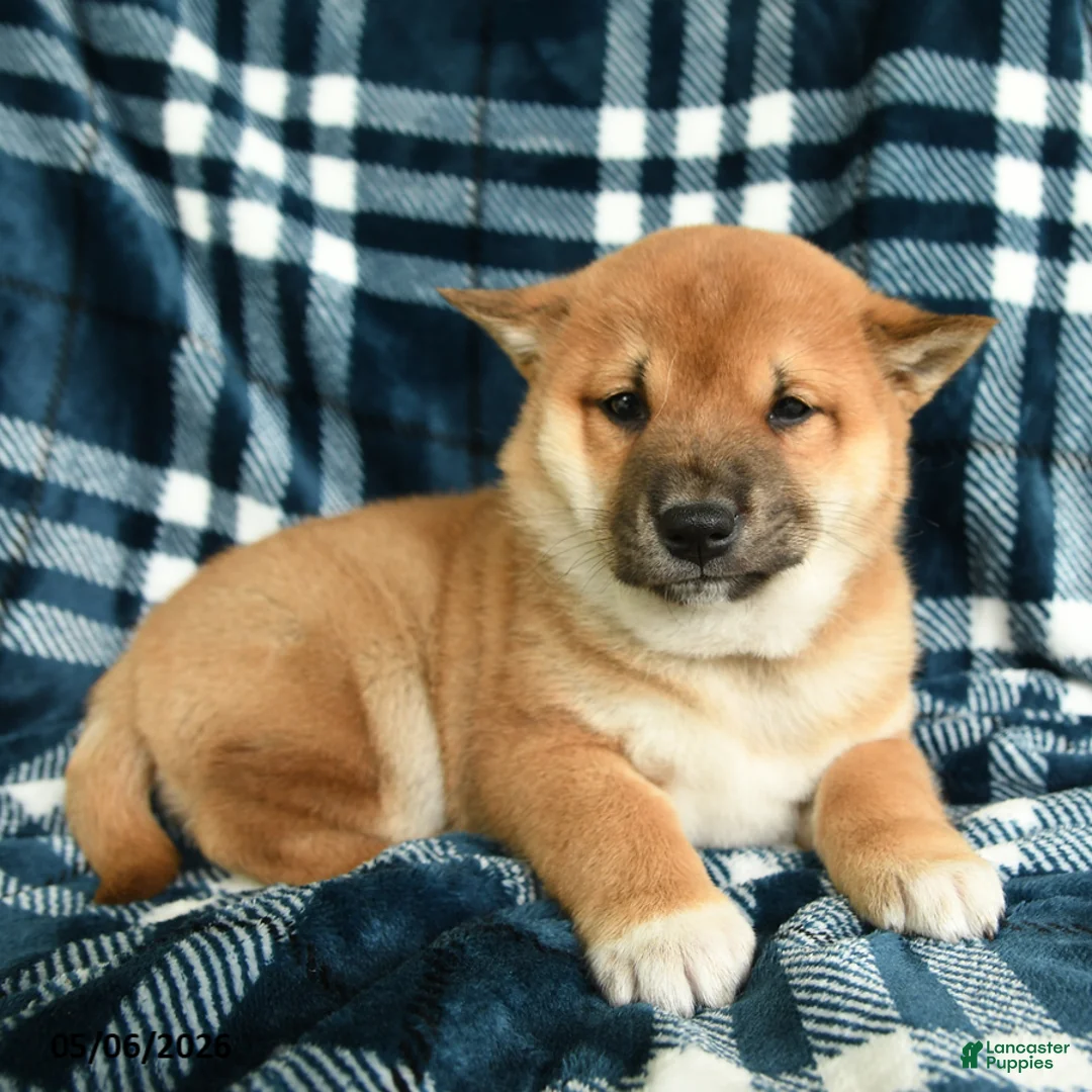 Shiba Inu dogs for sale: Spot - Ad 5