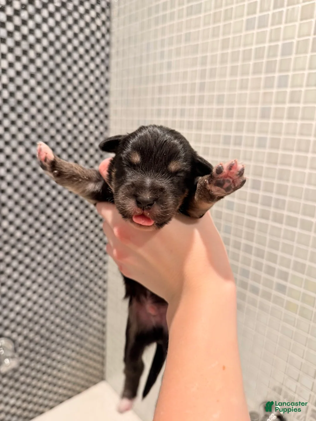 Australian Shepherd dogs for sale: Dakota - Ad 3