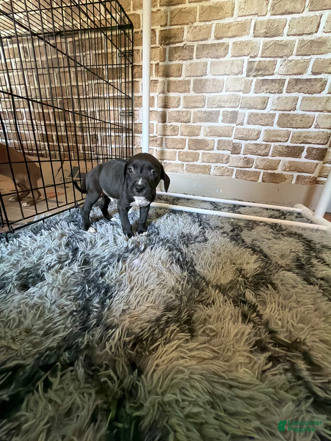 Mixed Breed dogs for sale: Mixed Breed Puppy 7 - Ad 1