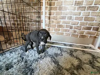 Mixed Breed dogs Mixed Breed Puppy 7 - Ad 25