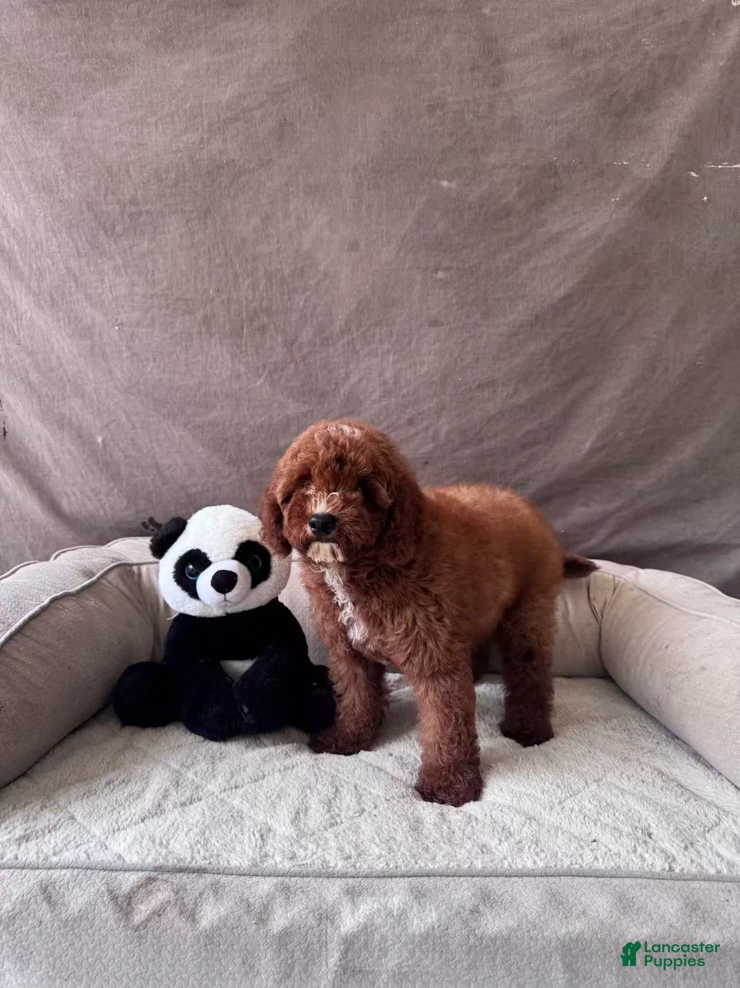Mini Goldendoodle dogs for sale: Tony - Ad 3