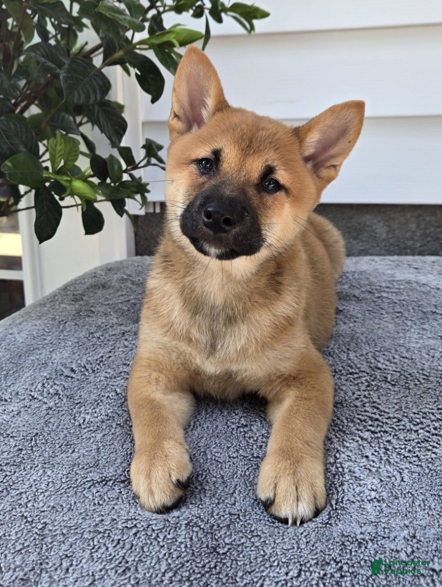 Shiba Inu dogs Mack - Ad 2