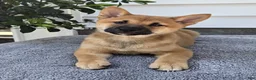 Shiba Inu dogs for sale: Mack - Ad 2