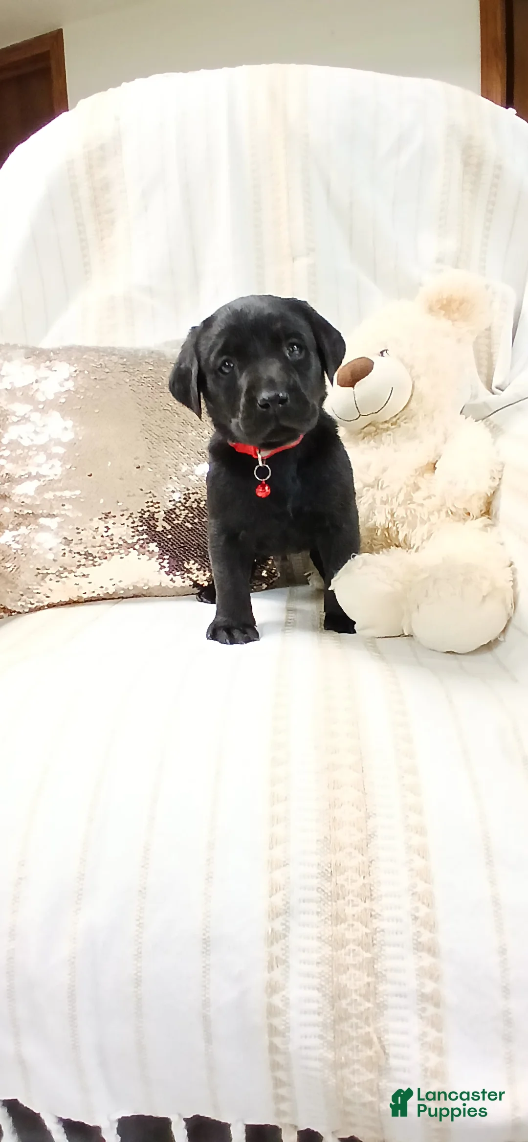 Labrador Retriever dogs for sale: CHASE - Ad 1