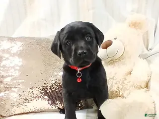 Labrador Retriever dogs CHASE - Ad 4