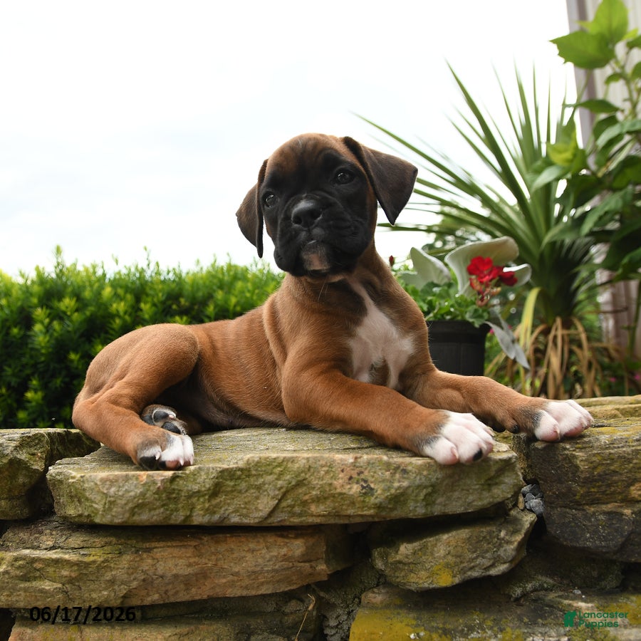Boxer dogs Taffy - Ad 2
