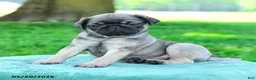 Pug dogs for sale: Adam - Ad 3