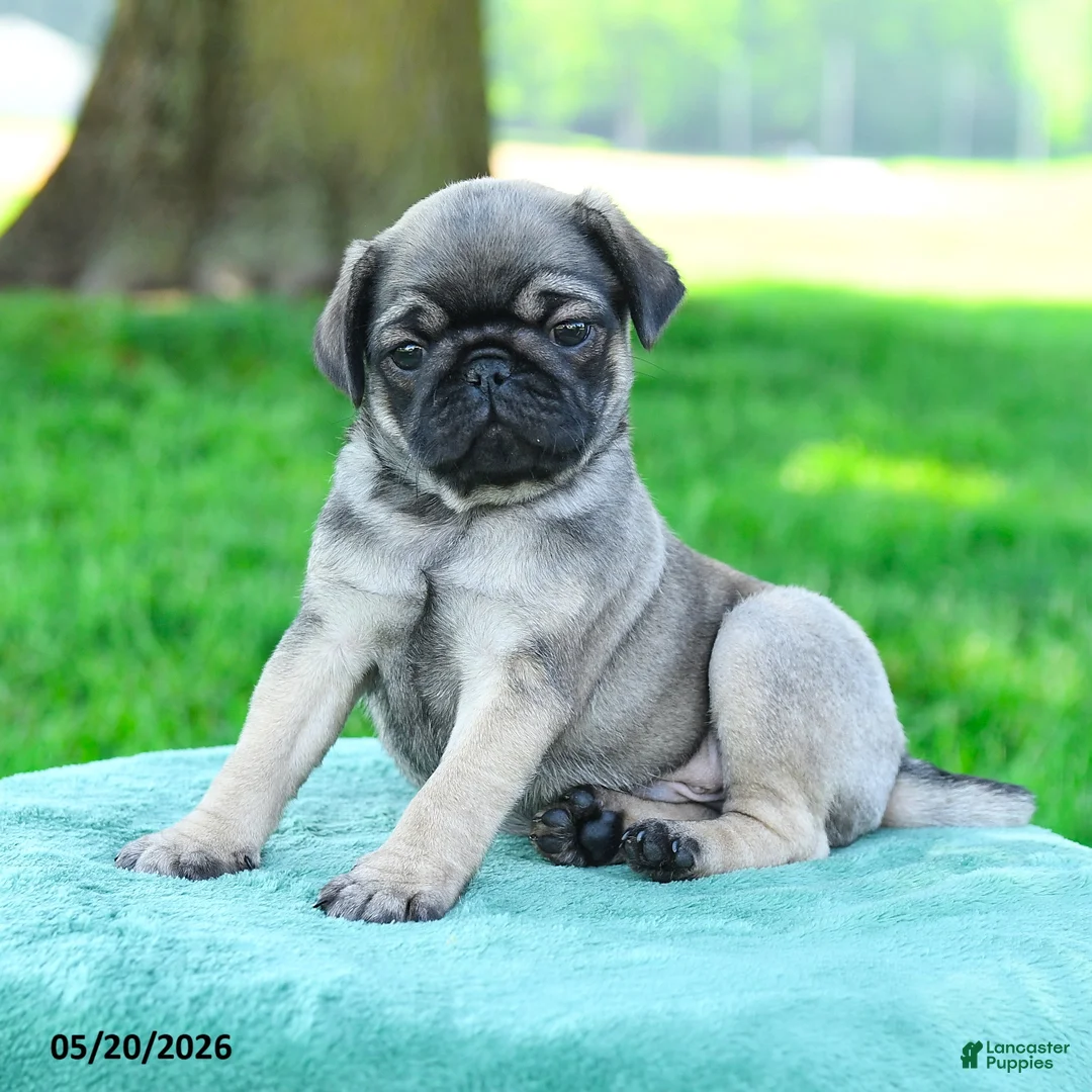 Pug dogs for sale: Adam - Ad 3