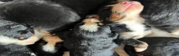 Bernese Mountain Dog dogs for sale: Dark Pink Female - Ad 6