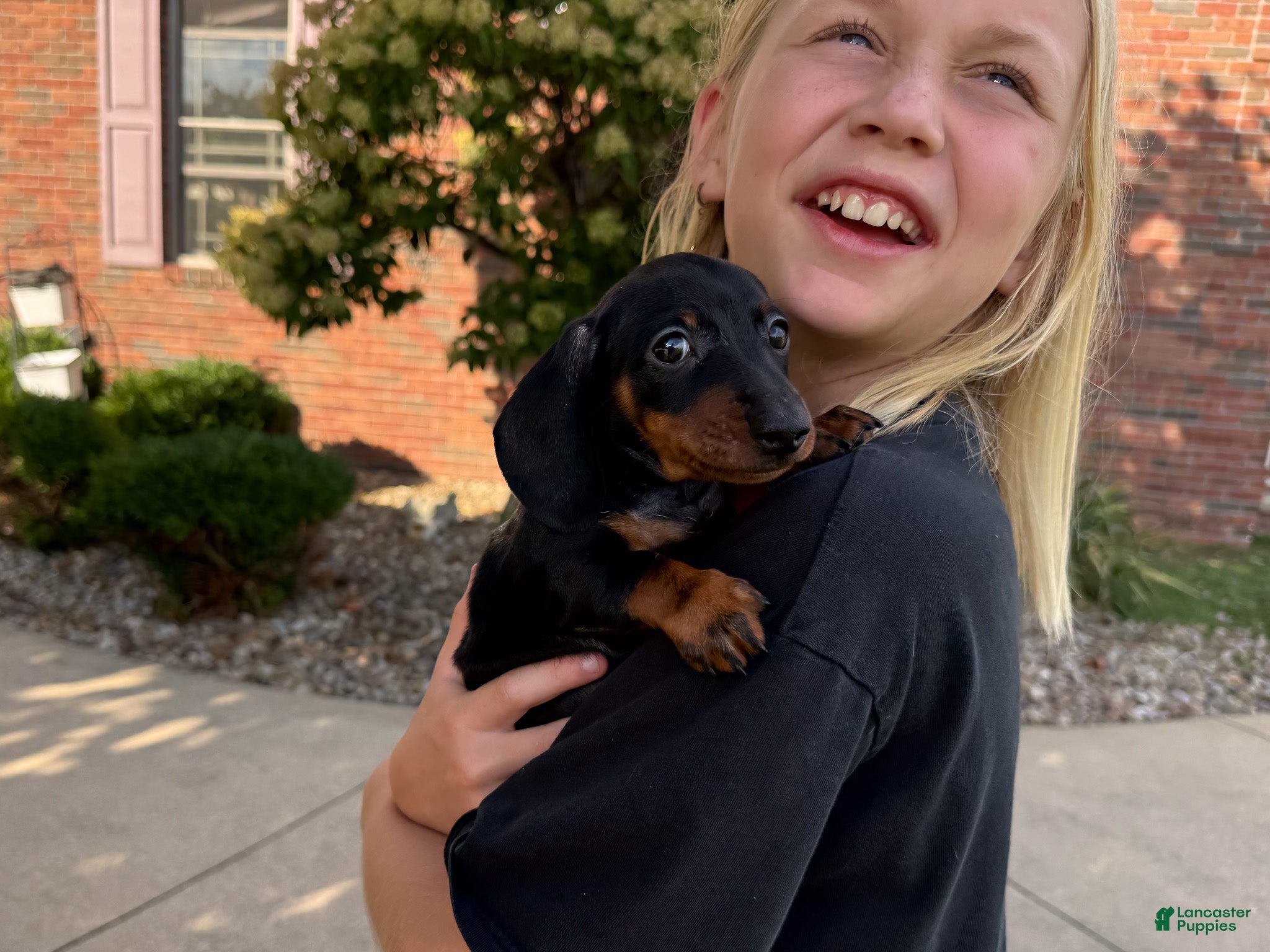 Miniature Dachshund dogs Gus - Ad 2