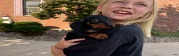 Miniature Dachshund dogs for sale: Gus - Ad 2